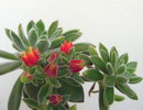Firecracker Plant